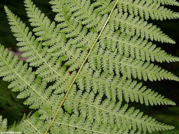 Dennstaedtia Dennstaedtia punctilobula Hayscented Fern