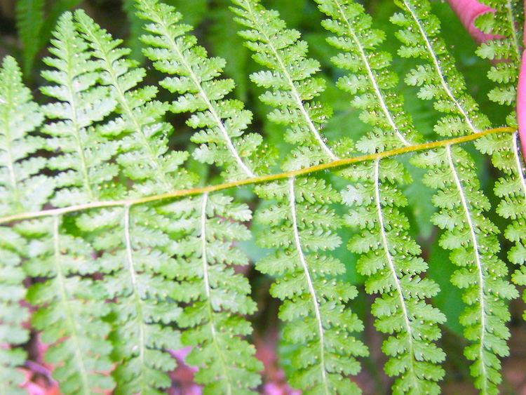 Dennstaedtia Maryland Native Plant Society Dennstaedtia punctilobula