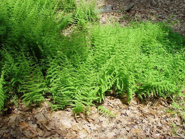 Dennstaedtia Dennstaedtia punctilobula eastern hayscented fern Go Botany