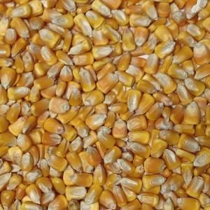Dent corn Organic Yellow Dent Corn Grain Place Foods