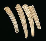 Dentalium (genus) httpsuploadwikimediaorgwikipediacommonsthu