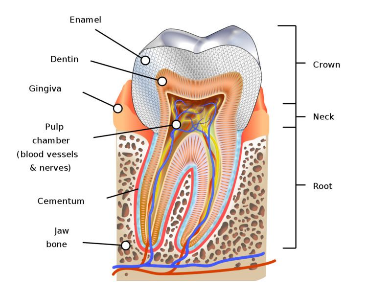 Dentin