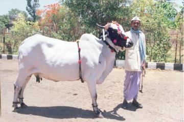 Deoni cattle Deoni Dairy Knowledge Portal