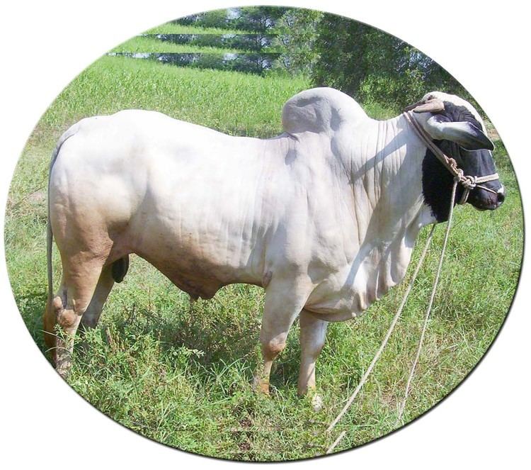 Deoni cattle wwwkvafsukarnicinimagesdeoninewrndjpg