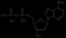 Deoxyadenosine diphosphate httpsuploadwikimediaorgwikipediacommonsthu