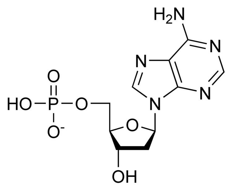 Deoxyadenosine monophosphate httpsuploadwikimediaorgwikipediacommonsthu