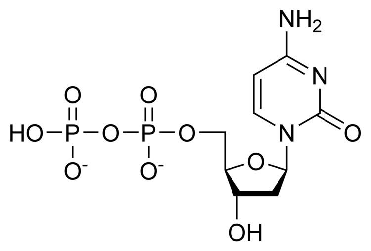 Deoxycytidine diphosphate httpsuploadwikimediaorgwikipediacommons33