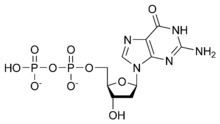 Deoxyguanosine diphosphate httpsuploadwikimediaorgwikipediacommonsthu