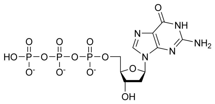 Deoxyguanosine triphosphate httpsuploadwikimediaorgwikipediacommons88