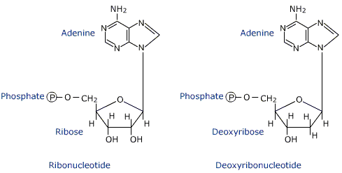 Deoxyribonucleotide Deoxyribonucleotide