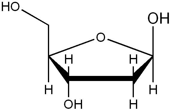 Deoxyribose What does DNA taste like Quora