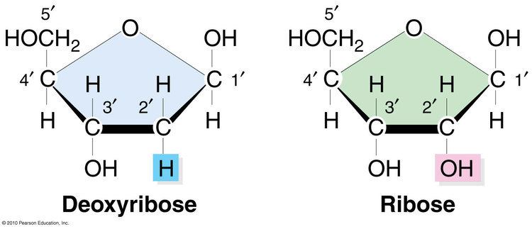 Deoxyribose Alchetron The Free Social Encyclopedia