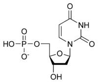 Deoxyuridine monophosphate httpsuploadwikimediaorgwikipediacommonsthu