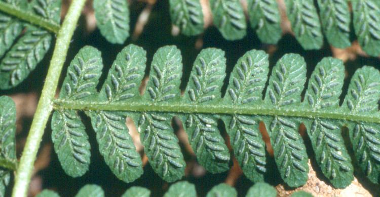 Deparia acrostichoides Deparia acrostichoides silvery false spleenwort Go Botany