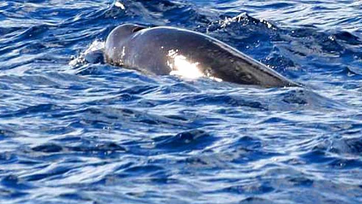 Deraniyagala's beaked whale cdnscinewscomimages201404image1868fMesopl