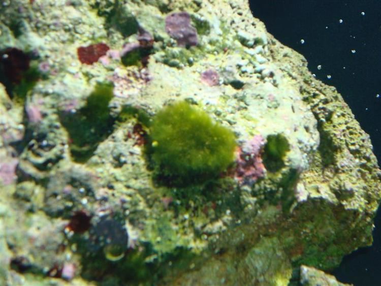 Derbesia How to get rid of derbesia algae Reef Central Online Community