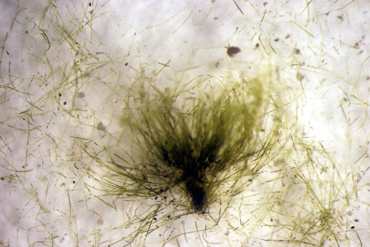 Derbesia CalPhotos Derbesia marina