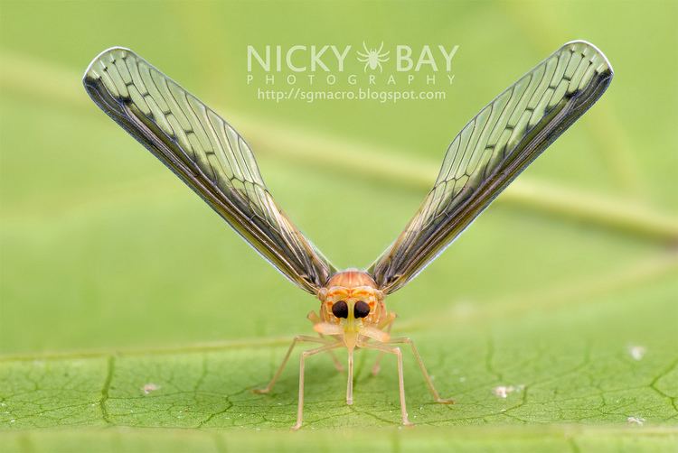Derbidae Derbidae Derbid Planthoppers Flickr