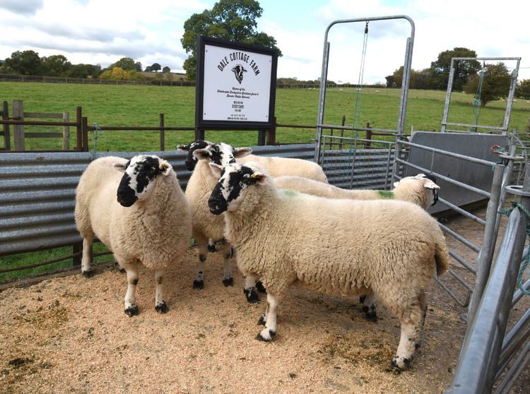 Derbyshire Gritstone Dale Cottage Farm The Derbyshire Gritstone sheep breed