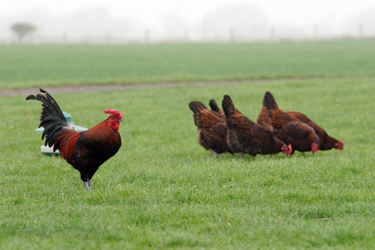 Derbyshire Redcap Derbyshire Redcap Chickens Merrybower Homestead