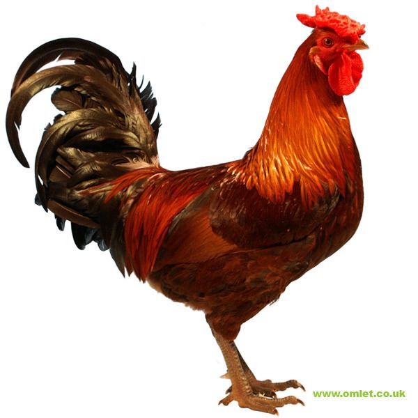 Derbyshire Redcap Derbyshire Redcap For Sale Chickens Breed Information Omlet