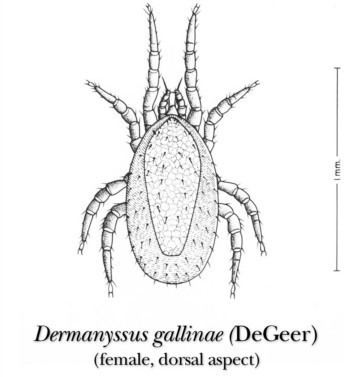 Dermanyssus gallinae Dermanyssus Gallinae Bird Mite GoPetsAmericacom
