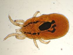 Dermanyssus gallinae httpscommonswikivetnetimagesthumbcccDerm