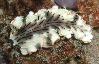 Dermatobranchus The Sea Slug Forum Dermatobranchus gonatophora