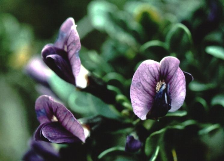 Dermatophyllum Rare Plant List