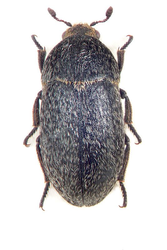 Dermestes Dermestes laniarius Dermestid beetle Dermestes affinis