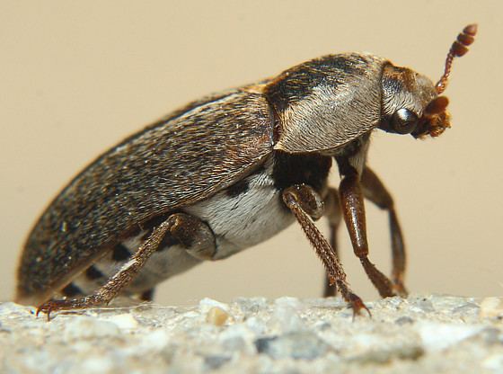 Dermestes Brown Beetle Dermestes maculatus BugGuideNet