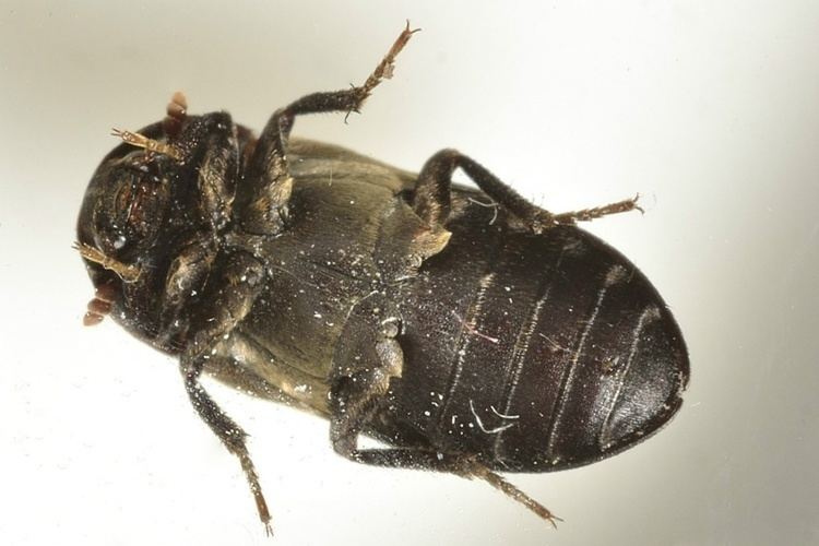 Dermestes lardarius Larder Beetle Dermestes lardarius NatureSpot