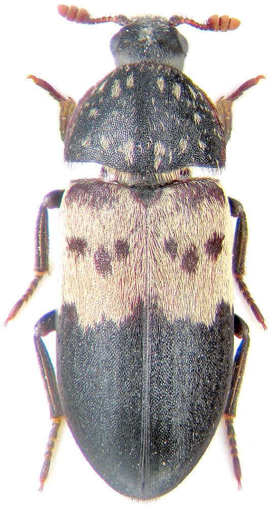 Dermestes lardarius Dermestes lardarius Larder beetle Bacon beetle