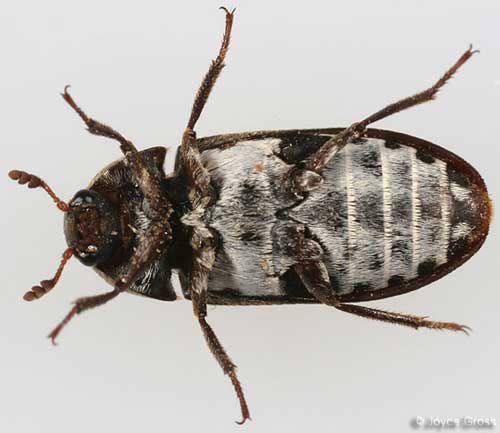 Dermestes maculatus hide beetle Dermestes maculatus DeGeer