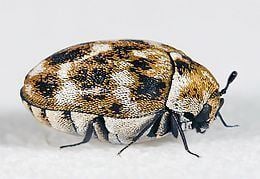 Dermestidae httpsuploadwikimediaorgwikipediacommonsthu