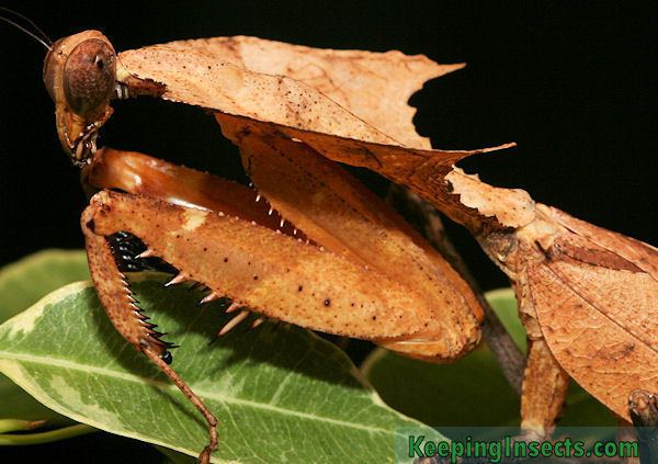 Deroplatys desiccata Praying mantis species Keeping Insects