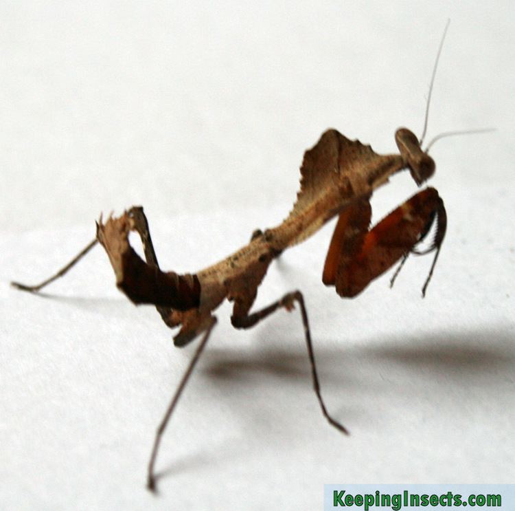 Deroplatys desiccata Dead Leaf Mantis Deroplatys desiccata Keeping Insects