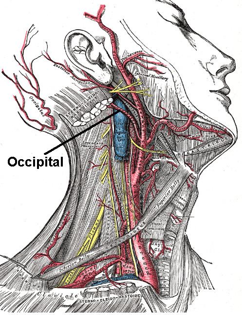 Descending branch of occipital artery