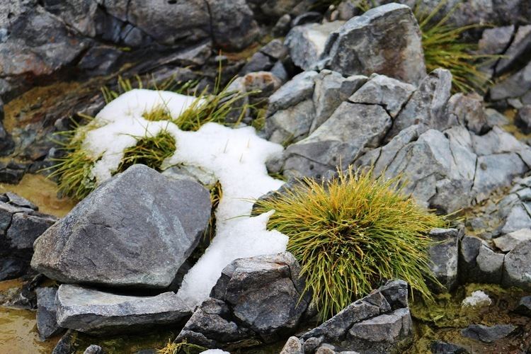 Deschampsia antarctica Pole to Pole Science Antarctica Where the Green Grass Grows