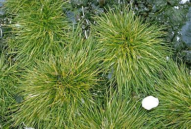 Deschampsia antarctica Antarctica Plant life continent Britannicacom