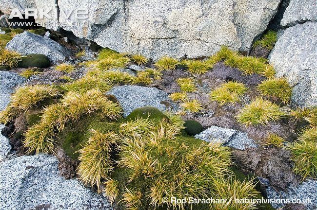 Deschampsia antarctica Antarctic hair grass videos photos and facts Deschampsia