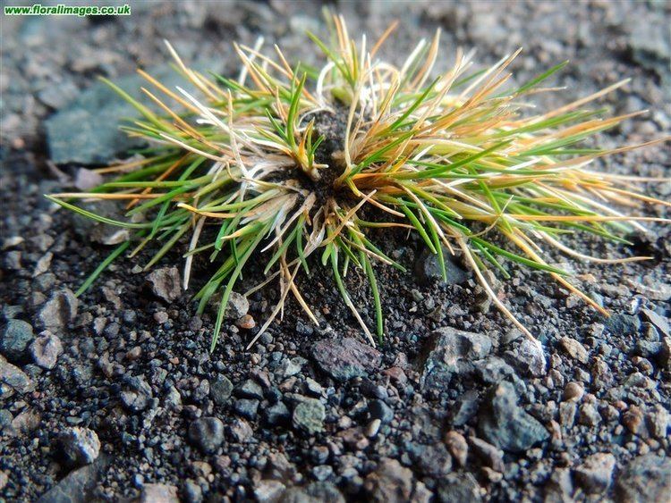 Deschampsia antarctica Deschampsia antarctica picture 1 of 3