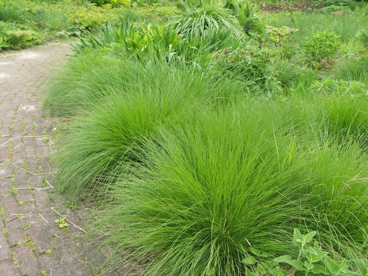 Deschampsia cespitosa Deschampsia Cespitosa Schottland Bing Images Grass gardens