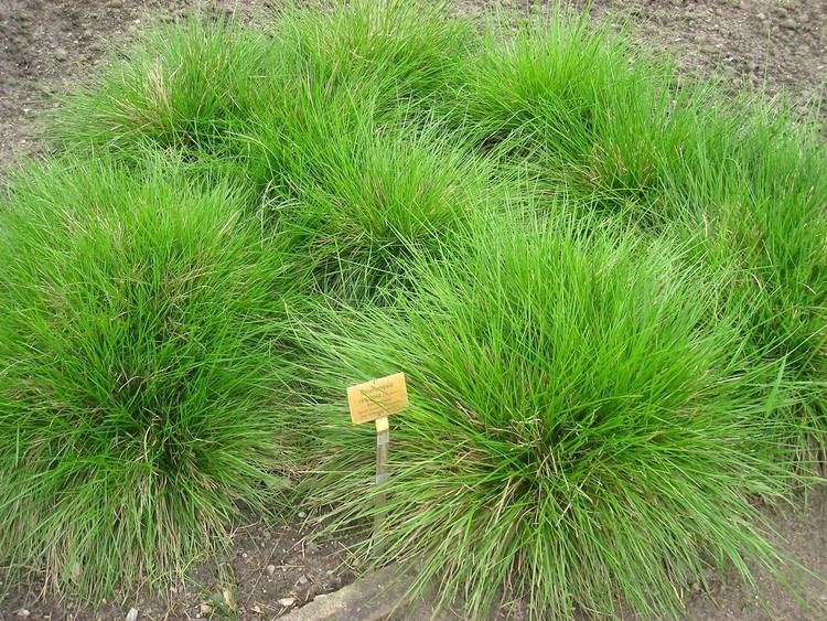 Deschampsia cespitosa Deschampsia cespitosa tufted hair grass Go Botany