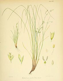 Deschampsia chapmanii httpsuploadwikimediaorgwikipediacommonsthu
