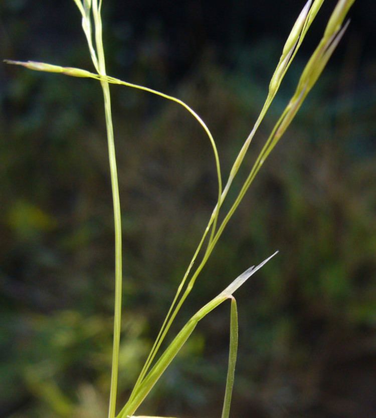 Deschampsia danthonioides Deschampsia danthonioides annual hair grass Go Botany