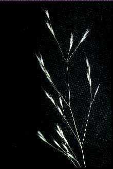 Deschampsia danthonioides Plants Profile for Deschampsia danthonioides annual hairgrass