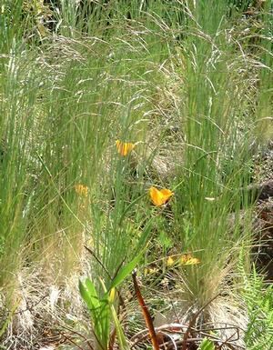 Deschampsia elongata Deschampsia elongata 3939 Slender hairgrass from Gold Rush Nursery