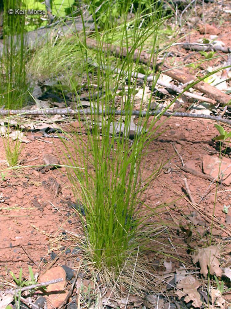 Deschampsia elongata Deschampsia elongata slender hair grass Go Botany