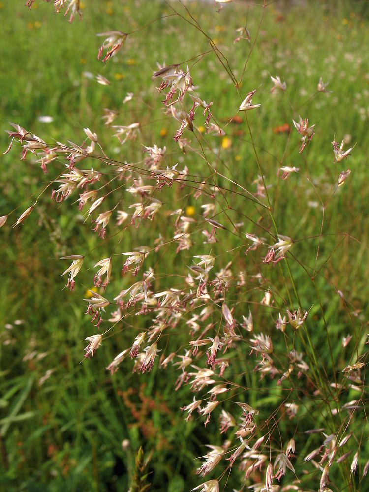 Deschampsia flexuosa Deschampsia flexuosa wavy hair grass Go Botany